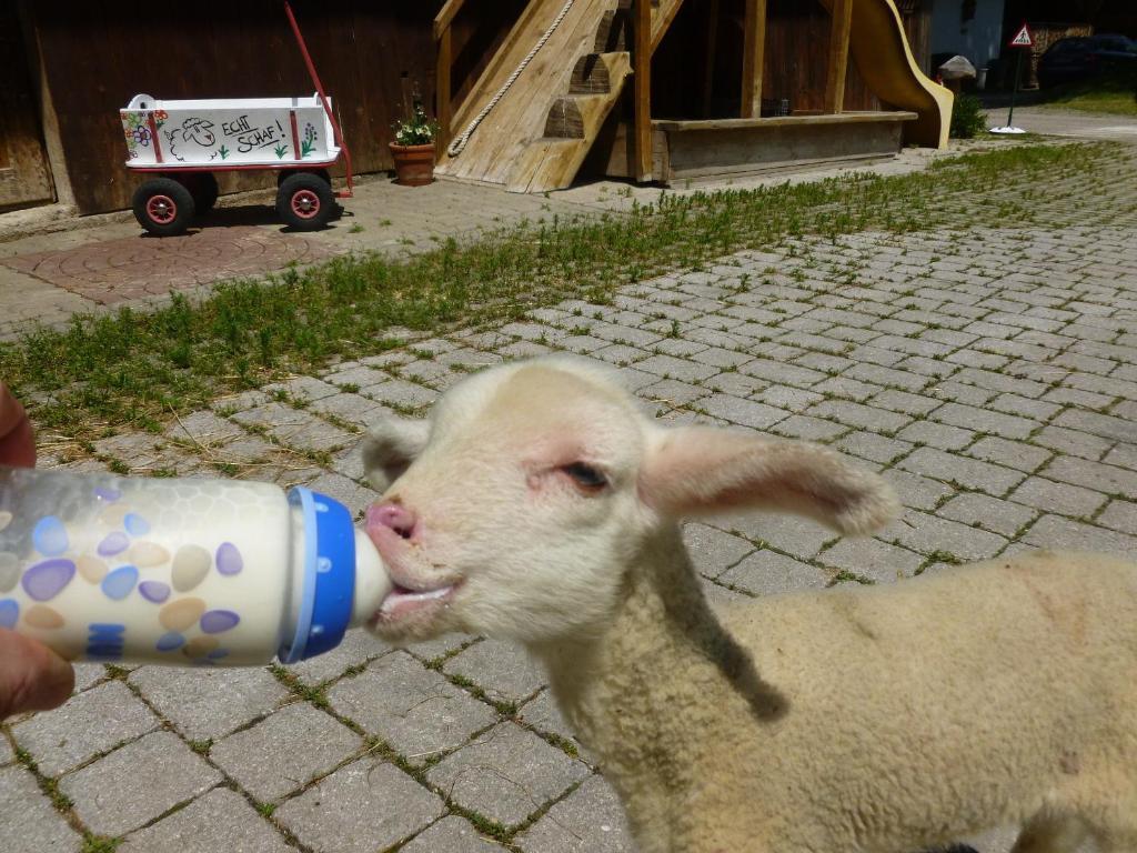 Ferienwohnung Ferien am Land - WALDBAUER Rossleithen Exterior foto